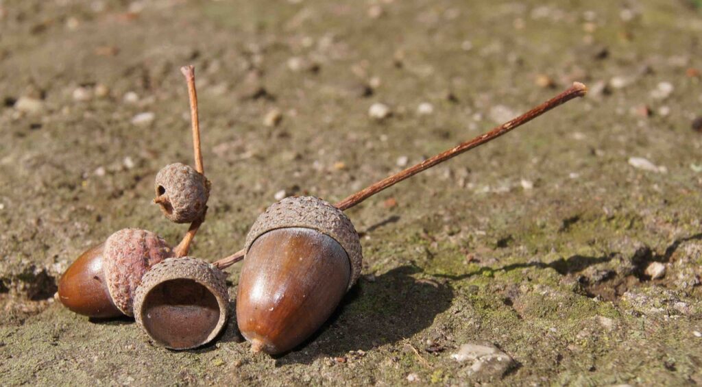 Ground Acorns - Acorno